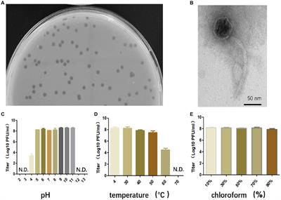 Characterization of an Enterococcus faecalis bacteriophage SFQ1 as a potential therapeutic agent